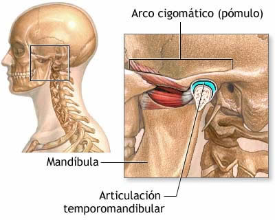 Articulación temporomandibular